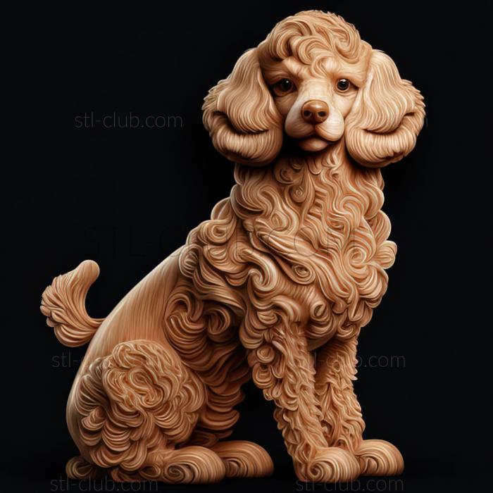 st Poodle dog